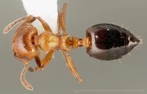 Crematogaster hespera specimen