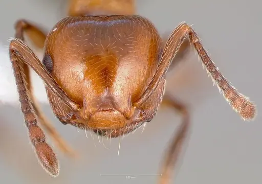 Crematogaster hespera specimen