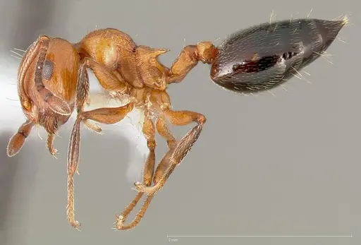 Crematogaster hespera specimen