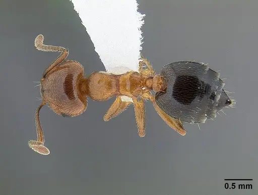 Crematogaster hespera - CASENT0221904