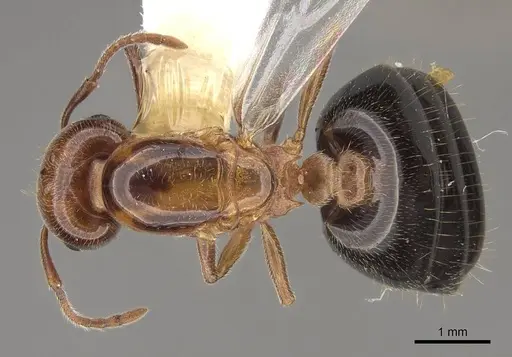 Crematogaster hespera - CASENT0843684