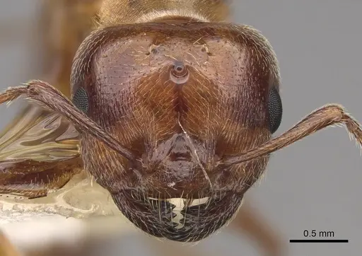 Crematogaster hespera - CASENT0843684