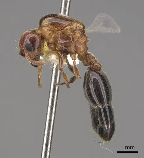 Crematogaster hespera - CASENT0843684