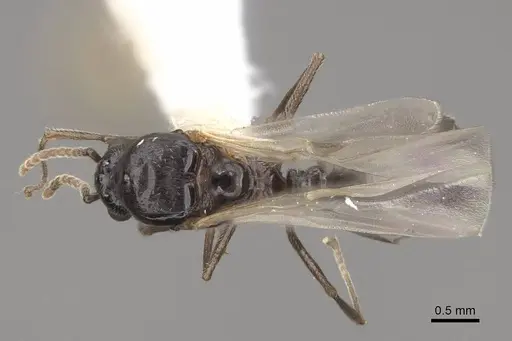 Crematogaster hespera - CASENT0843685