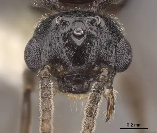 Crematogaster hespera - CASENT0843685