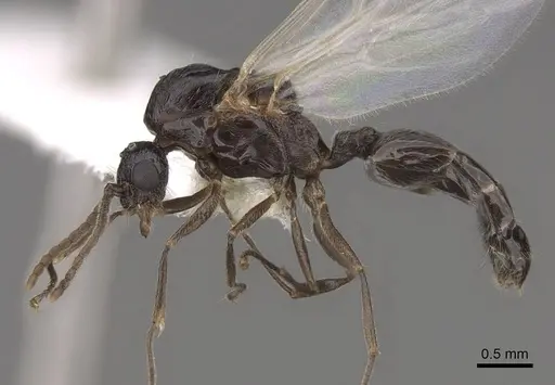 Crematogaster hespera - CASENT0843685