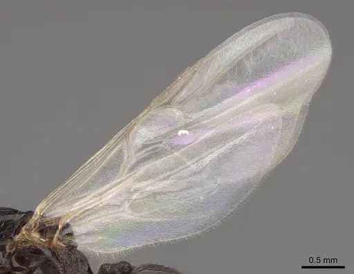 Crematogaster hespera - CASENT0843685