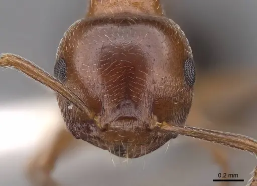 Crematogaster hespera - CASENT0922730