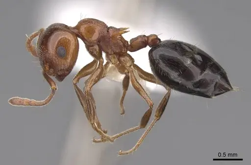 Crematogaster hespera - CASENT0922730