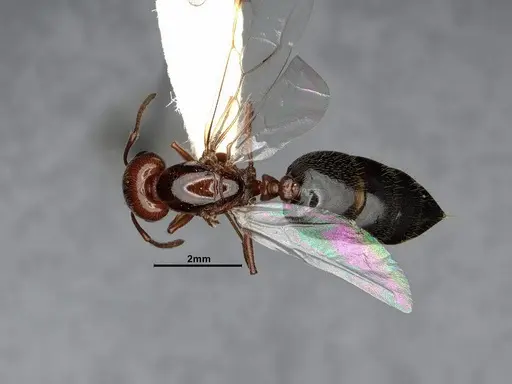 Crematogaster hespera - CASENT4031315