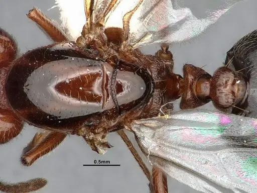 Crematogaster hespera - CASENT4031315