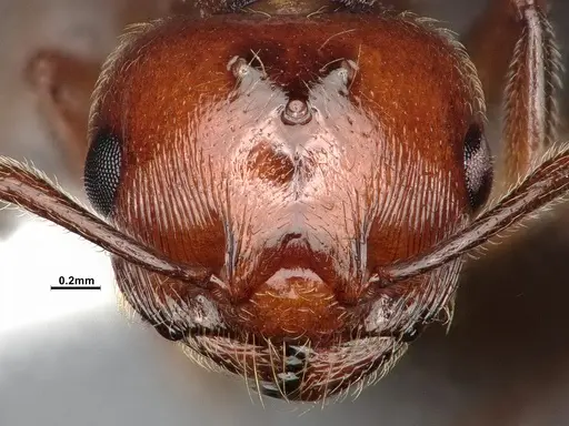 Crematogaster hespera - CASENT4031315