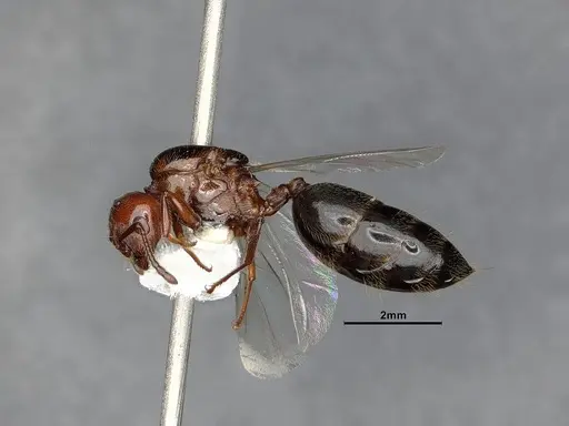Crematogaster hespera - CASENT4031315