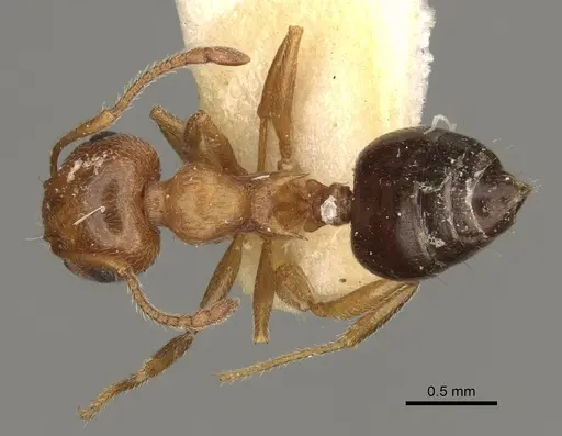 Crematogaster hespera - USNMENT00529501