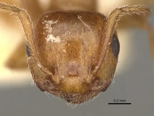 Crematogaster hespera - USNMENT00529501