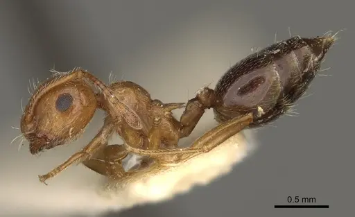 Crematogaster hespera - USNMENT00529501