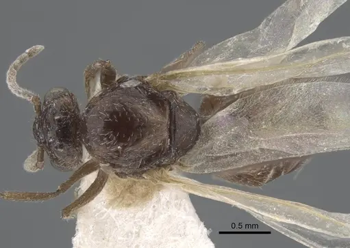 Crematogaster hezaradjatica specimen