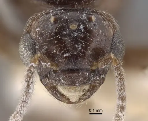 Crematogaster hezaradjatica specimen