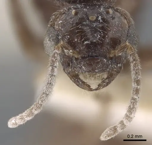 Crematogaster hezaradjatica specimen