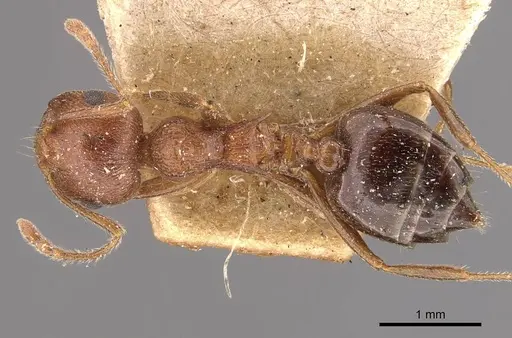 Crematogaster himalayana specimen