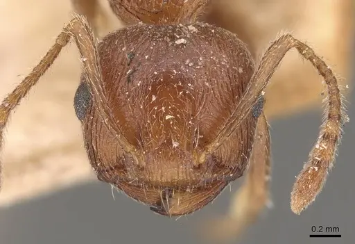Crematogaster himalayana specimen