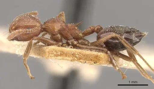 Crematogaster himalayana specimen