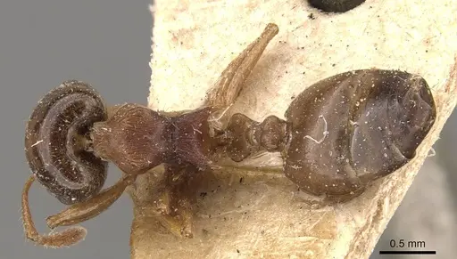 Crematogaster hodgsoni specimen