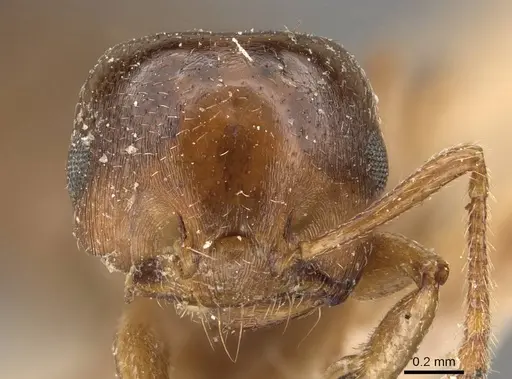Crematogaster hodgsoni specimen