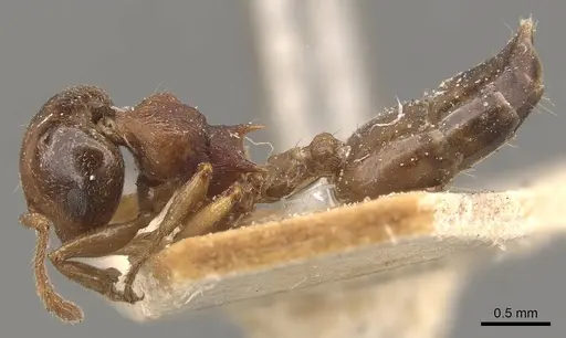 Crematogaster hodgsoni specimen