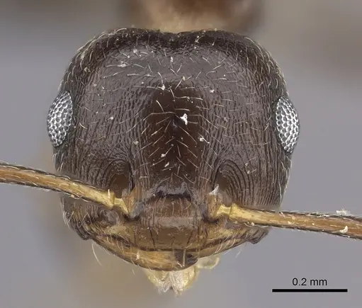 Crematogaster hottentota specimen