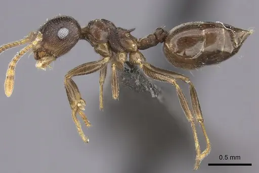 Crematogaster hottentota specimen