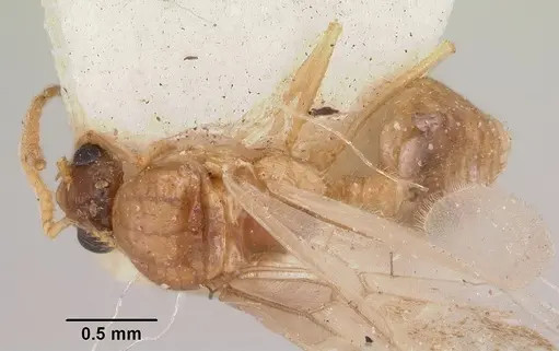Crematogaster hova specimen