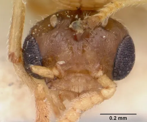 Crematogaster hova specimen