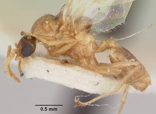 Crematogaster hova specimen