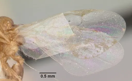 Crematogaster hova - CASENT0101642