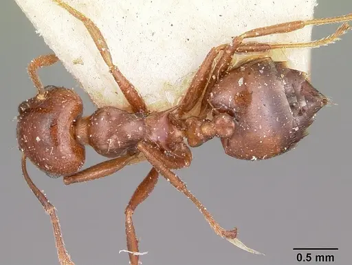 Crematogaster hova - CASENT0101655