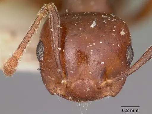 Crematogaster hova - CASENT0101655