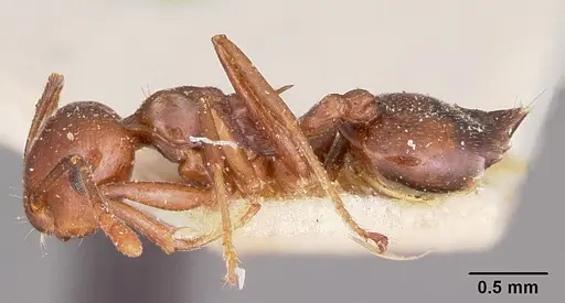 Crematogaster hova - CASENT0101655