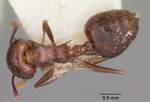 Crematogaster hova - CASENT0101659