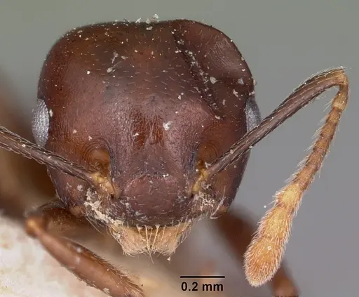 Crematogaster hova - CASENT0101659
