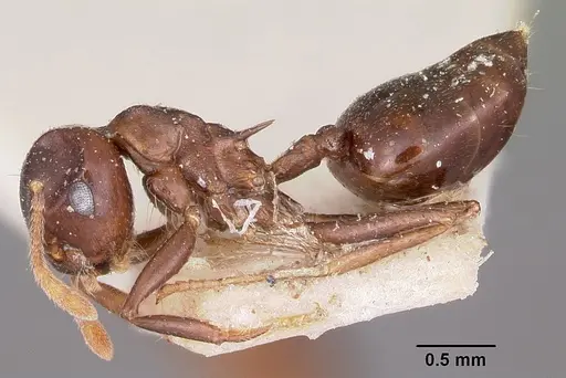 Crematogaster hova - CASENT0101659