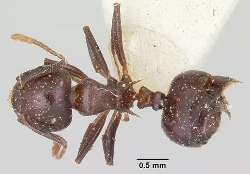 Crematogaster hova - CASENT0101761