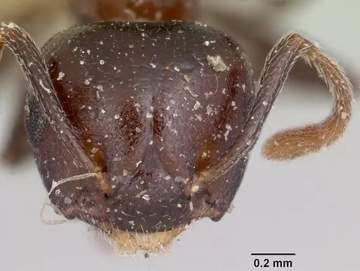 Crematogaster hova - CASENT0101761