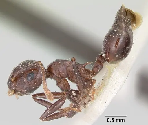 Crematogaster hova - CASENT0101761