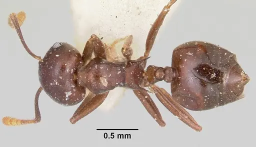 Crematogaster hova - CASENT0101804