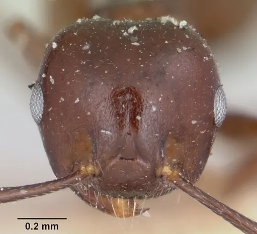 Crematogaster hova - CASENT0101804