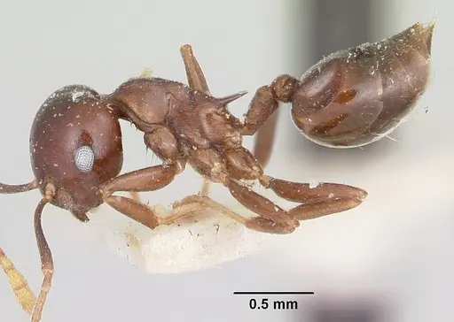 Crematogaster hova - CASENT0101804