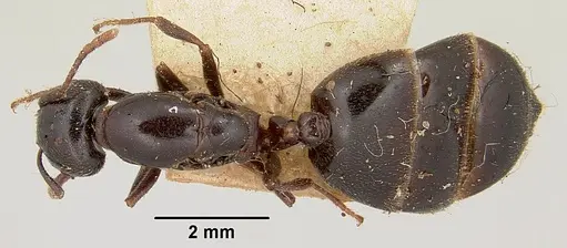 Crematogaster hova - CASENT0101807
