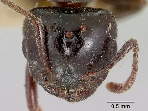 Crematogaster hova - CASENT0101807