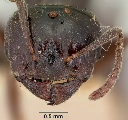Crematogaster hova - CASENT0101807